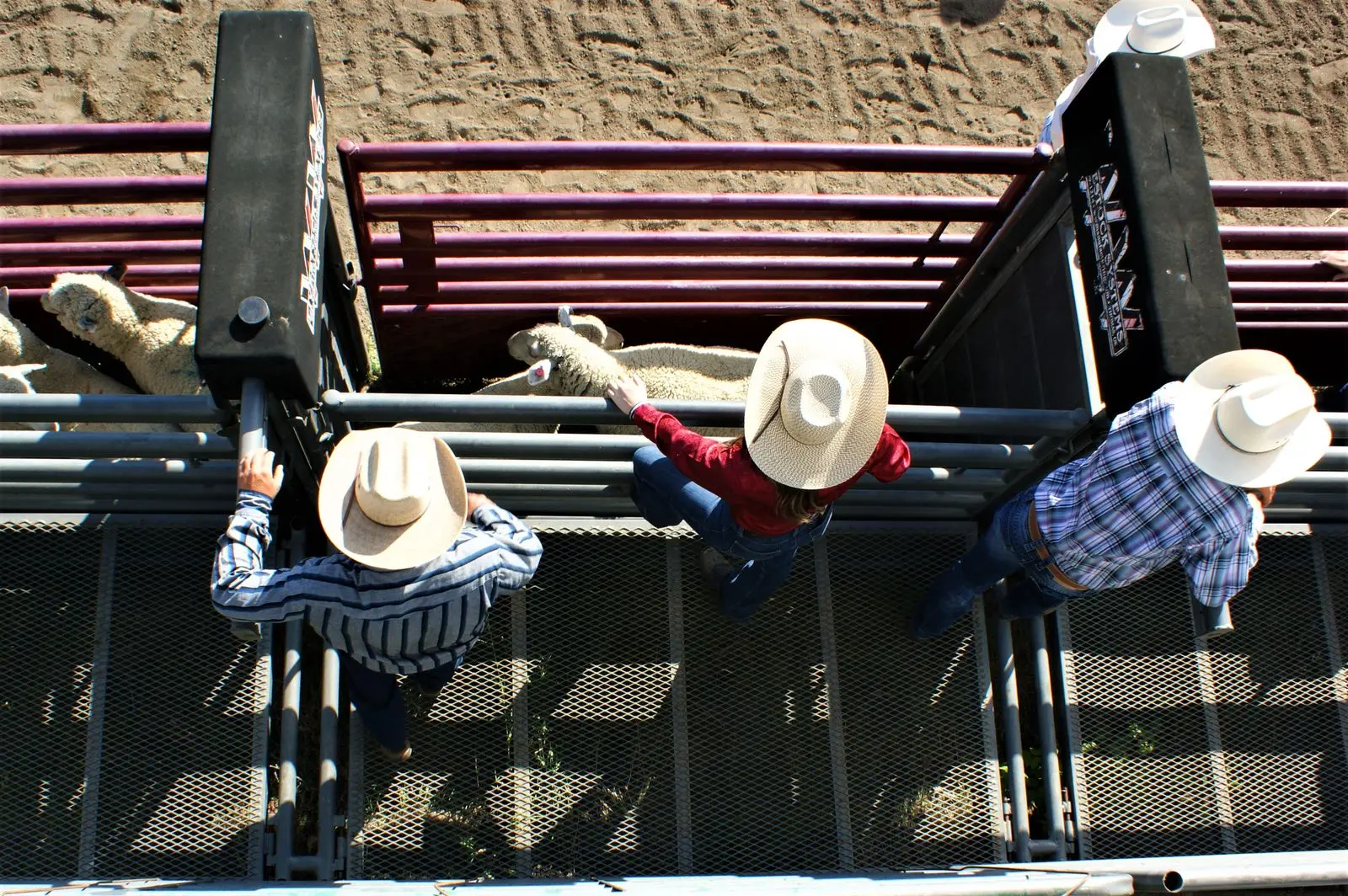 Welded steel pipe livestock pens in active ranch use